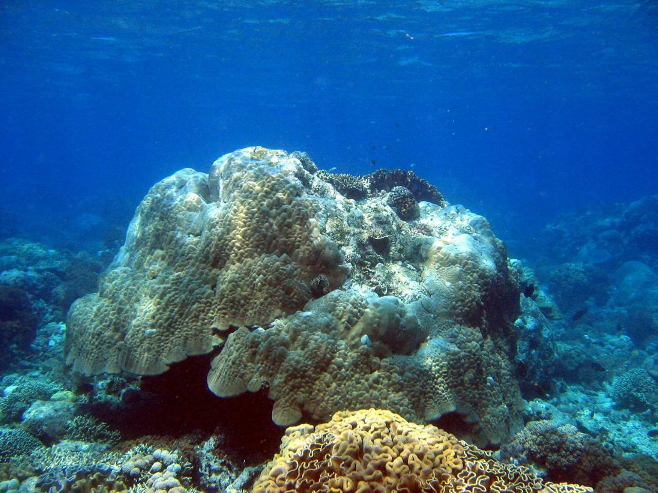 Bunaken Sea Garden Resort Extérieur photo